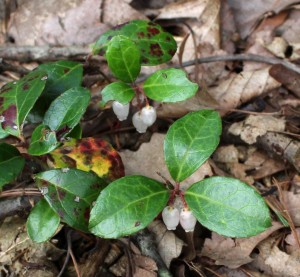 Dangling Flowers of Wintergreen Blooming