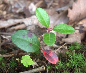 Wintergreen Shows Off Colorful Red Leaf