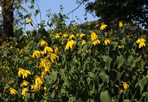 Bright Yellow Flowers of Green-headed Coneflower