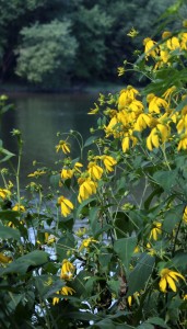 Green-headed Coneflowers Blooming at the River