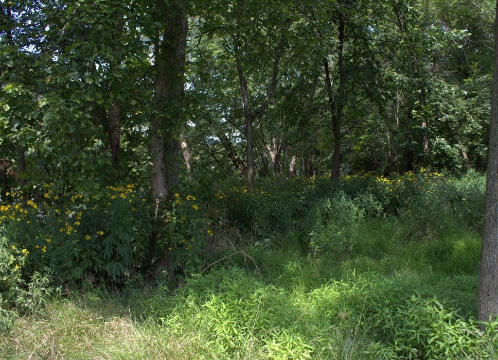 Native Sunflowers Growing in Wooded Riverine Area