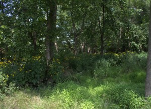 Green-headed Coneflowers Growing in a Wooded Thicket