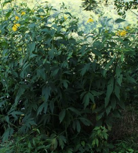 Green-headed Coneflower with Woodland Sunflower