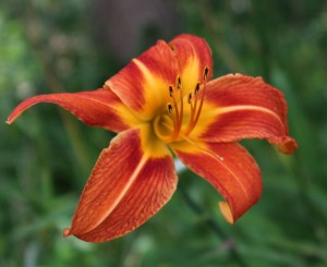 Orange Day Lily Tigerlily