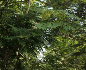 Staghorn Sumac Growing to the Left of Tree of Heaven