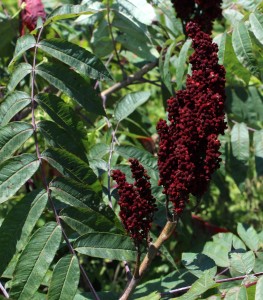 Loose Cluster of Smooth Sumac Berries and Huge Compound Leaf