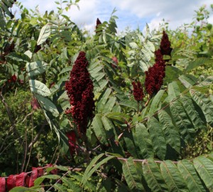 Compound Leaves and Red Berries of Smooth Sumac