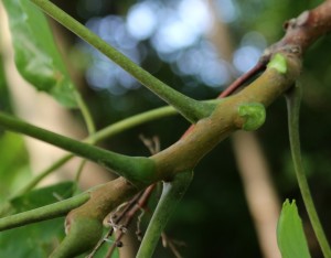 Smooth Twigs of Tree of Heaven