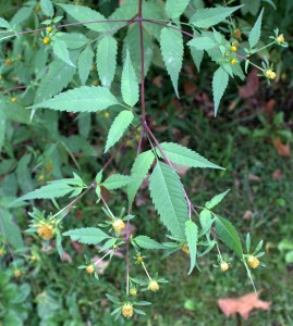 Beggar-Ticks Lance-Shaped Toothed Leaves