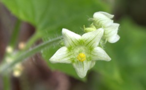 Star-like Staminate Flowers of Bur-Cucumber