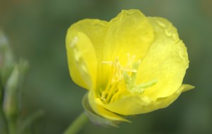 Chiffon Yellow Common Evening Primrose Flower