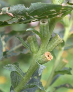 Common Evening Primrose Seedpods