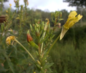 Cluster of Flower Buds at Tip of Common Evening Primrose Rise Above Seedpods