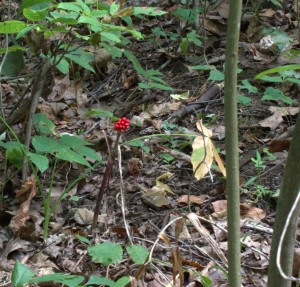 Cluster of Jack-in-the-Pulpit Red Berries