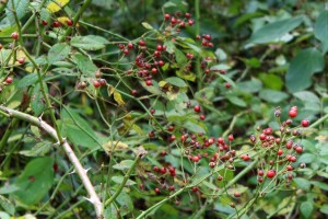 Red Fruits of the Wild Rose Called Rose Hips