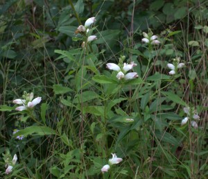 Perennial Turtlehead Plant in Bloom