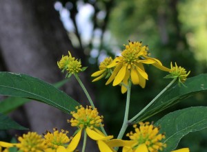 Late Summer Blooming of Wingstem (26 July 2015)