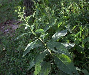 Whorled Wingstem