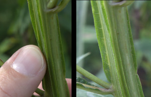 Leafy Wings Run the Length of this Wingstem Plant