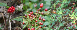 Wild Red Berries of Autumn