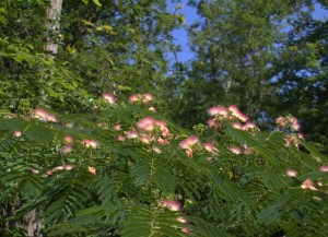 Fuzzy Pink Flowers of the Mimosa Tree