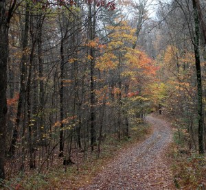 Autumn Leaves