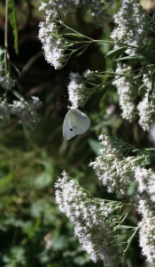 Late-Flowering Thoroughwort Attracts Cabbage Butterflies