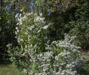 Shrub-like Late-Flowering Thoroughwort