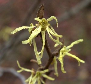 Yellow Strap-like Petals of Witch Hazel Flowers