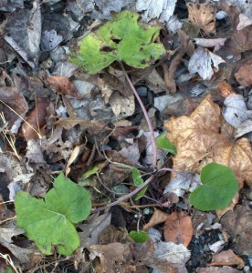 Coltsfoot in the Lane Growing New Leaves