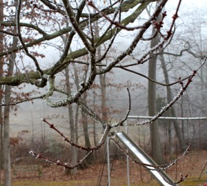 Ice Crystals On Tree Branches