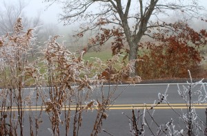 Ice Fog Envelopes Weeds