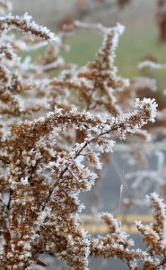 Elongated Ice Crystals Growing on Weeds