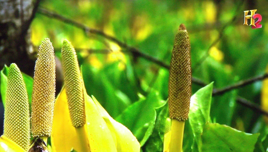 Yellow Spathe and Elongated Spadix of Western Skunk Cabbage