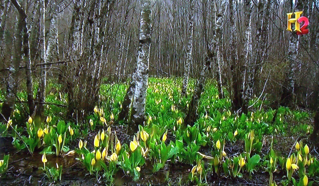 Western Skunk Cabbage Plants With Yellow Flowers
