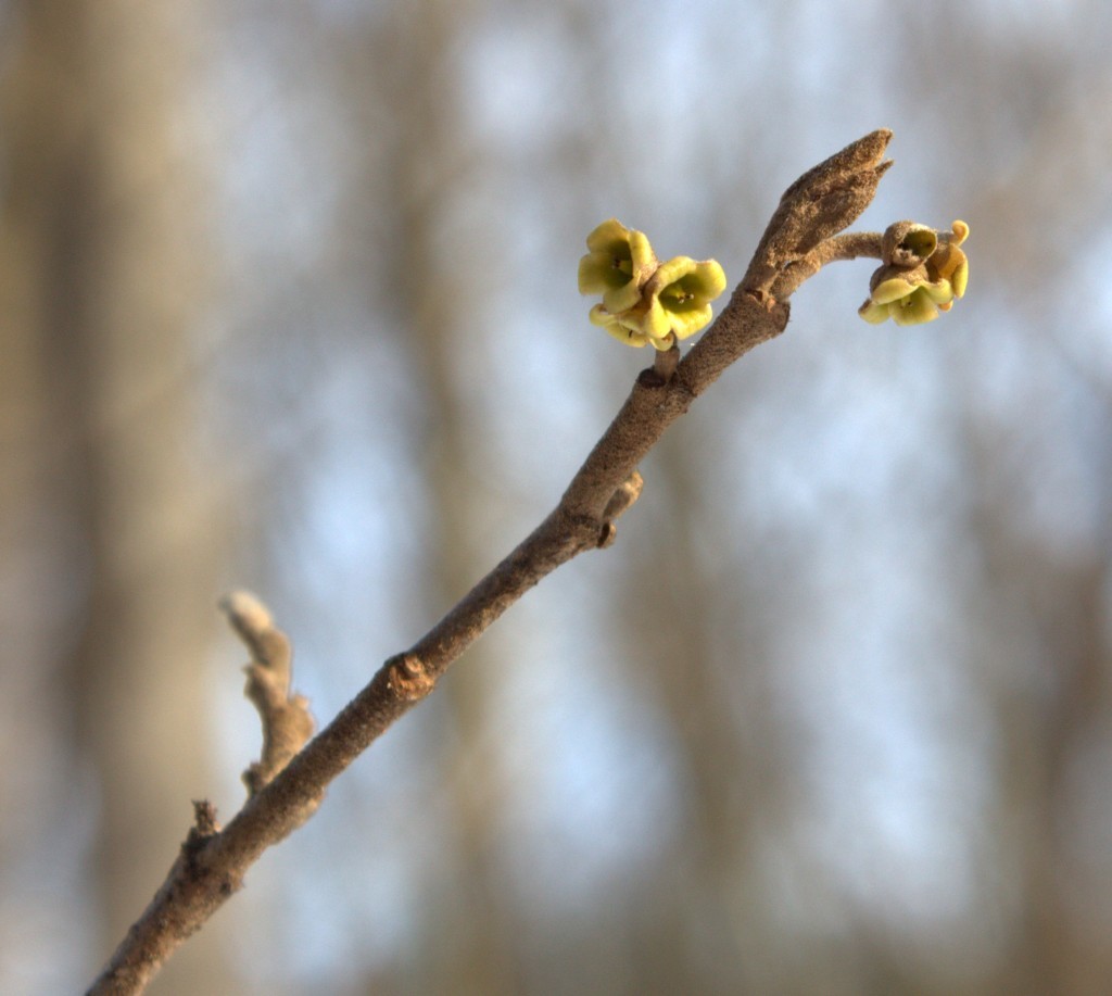 Witch Hazel Flowers From Last Fall