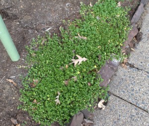 Mass of Chickweed Growing at the Courthouse