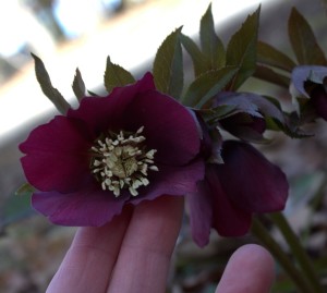 Maroon Hellebore Bloom Closeup