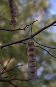 Mimosa Seedpod Up Close