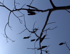 The Many Seedpods of Mimosa Tree