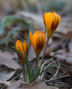 Orange and Purple Crocuses in Bloom