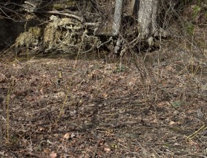 It's Not Easy to See Skunk Cabbage in Late Winter