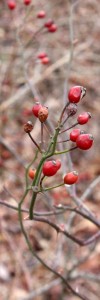 Red Rose Hips on Green Stems