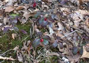 Wintergreen Berries Dangle Under Its Leaves