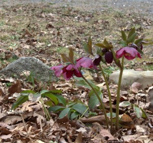 Hellebore Flowers Growing Taller