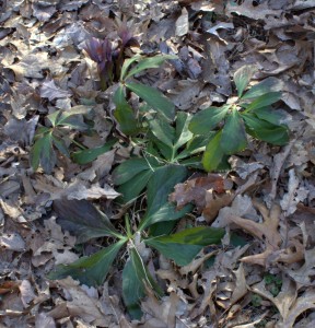 Perennial Hellebore Plant With Evergreen Leaves