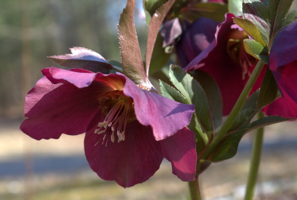 Hellebore of the Buttercup Family