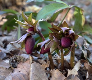 Maroon Hellebore Flowers in Bud