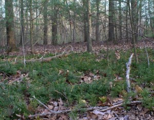 Tree Clubmoss Colony Reproduces in Spring