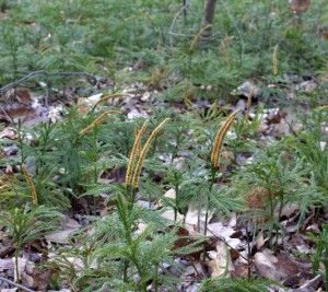 Double Strobili of Tree Clubmosses